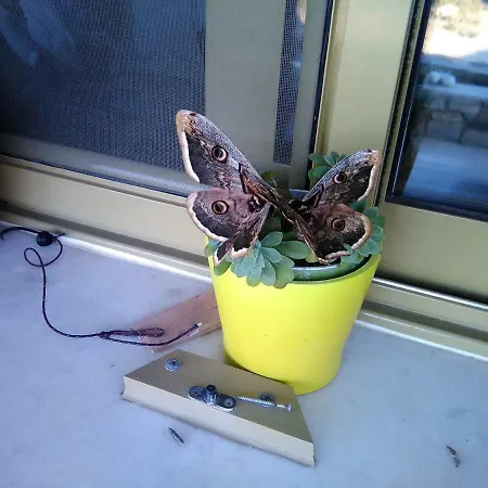 别墅 Paros Sunset Psv & Psv2